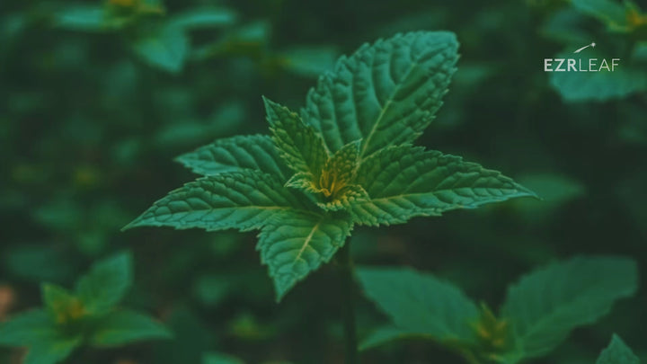 Mint Herbal Tea｜20 Teabags